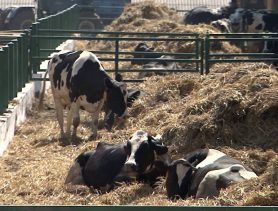 Сельхозпредприятия Беларуси ожидают массовые проверки. А что случилось?