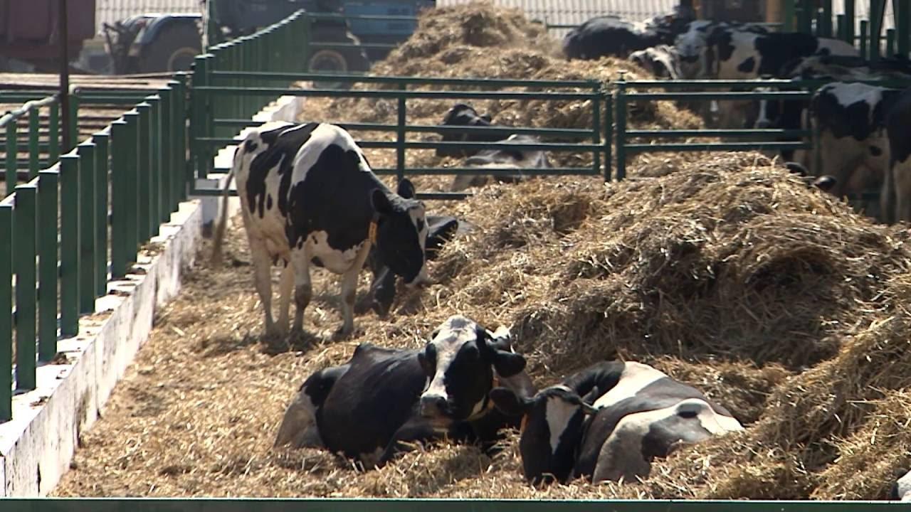 Сельхозпредприятия Беларуси ожидают массовые проверки. Кого они коснутся?