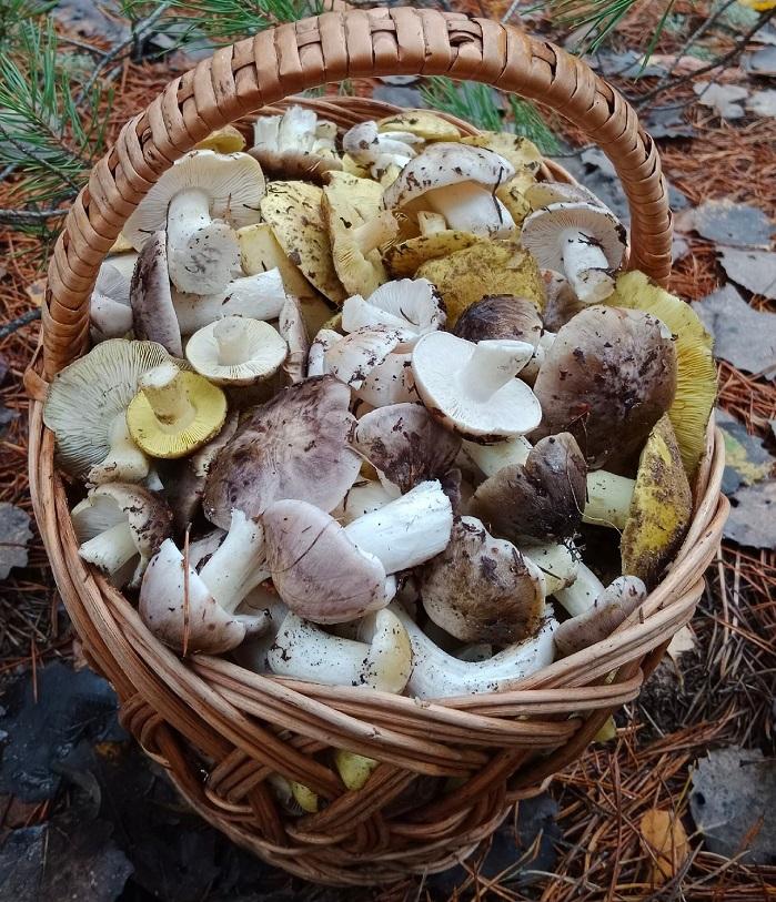 грибы Беларусь