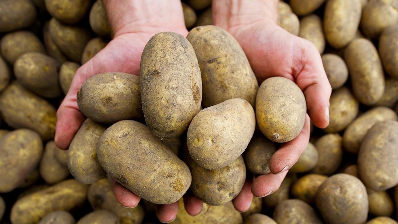 Будем с бульбой? Почему популярный в Беларуси продукт выращивать стали меньше