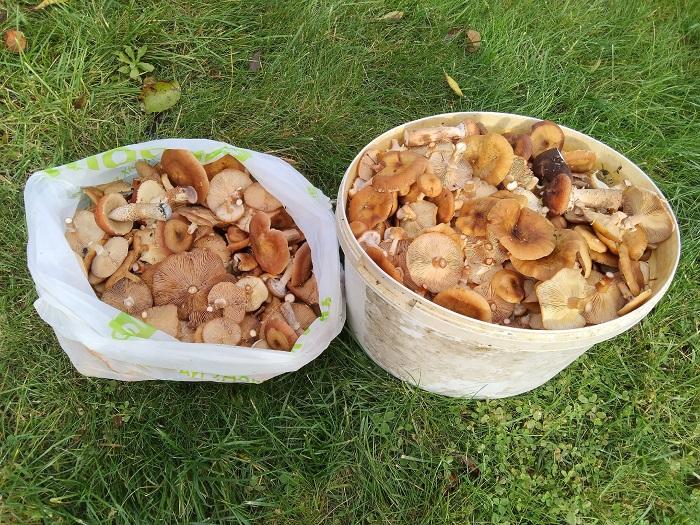 грибы опята