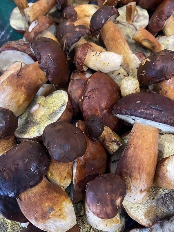 грибы Барановичи