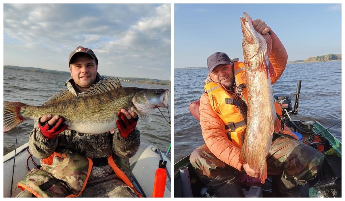 Щуку 8100г. поймал Владимир из Пинска; судак из Зельвенского водохранилища 4200г.