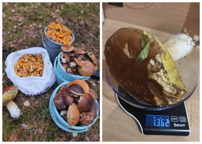 боровик килограмм