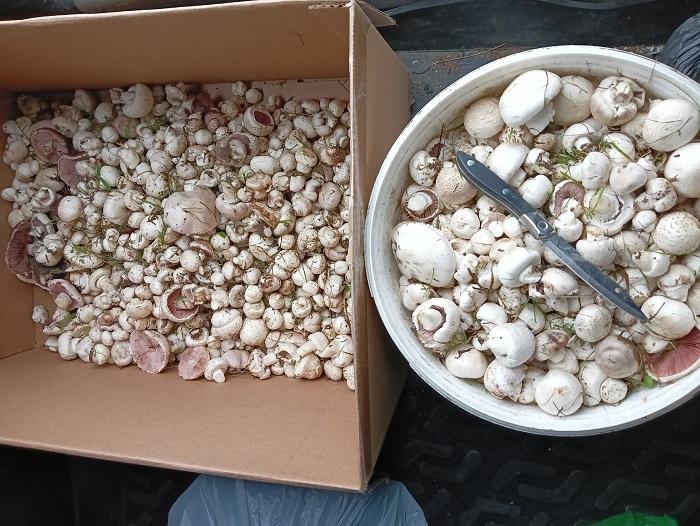 шампиньоны грибы