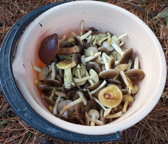 грибы гигрофоры