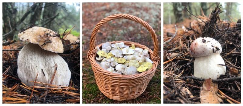 грибы бобруйск зелёнки боровики