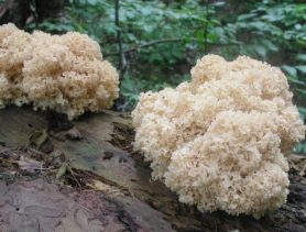 В Беловежской пуще растут грибы, за сбор которых полагается штраф