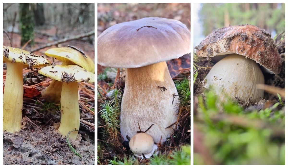 Какие грибы находят в Беларуси на больших ноябрьских выходных 2023