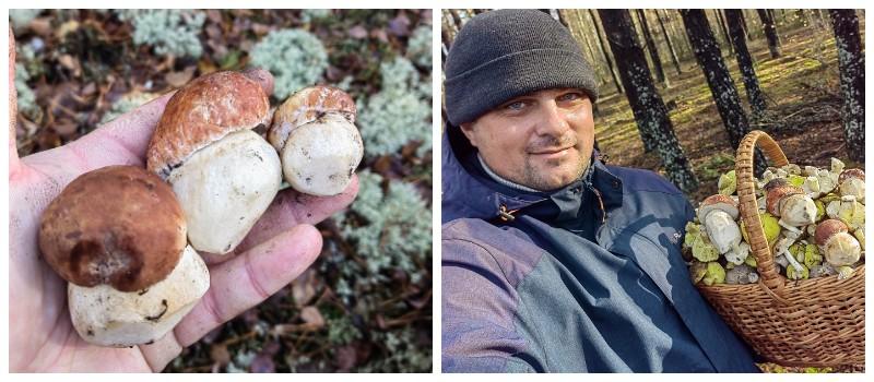 грибы боровики зелёнки мозырь