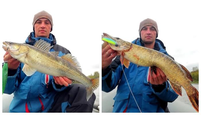 щука судак рыбалка