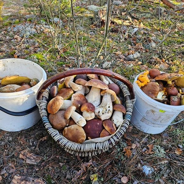 грибы боровики Кобрин грибники