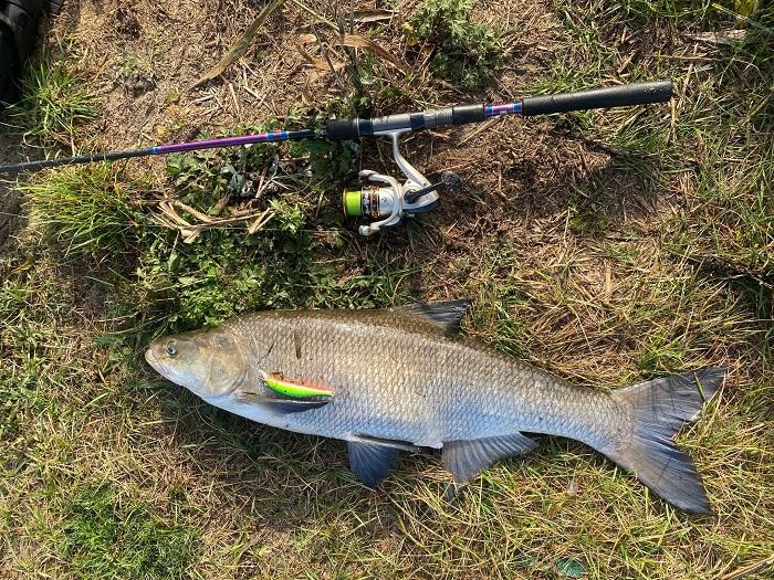 жерех рыбалка