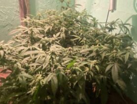 В Пинске поймали любителя запрещённых растений