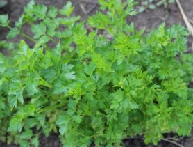 Частников наказали за цены на укроп и петрушку