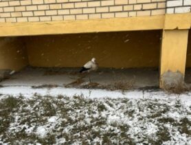 В Ивацевичах зимой заметили аиста