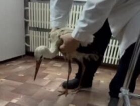 В Ивацевичах спасли аиста, оставшегося зимовать