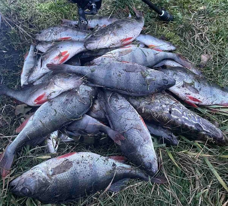 рыбалка окунь