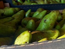 Турецкие груши не пустили из Беларуси в Россию