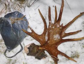 Четыре охотника случайно встретились в лесу и стали разделывать лося