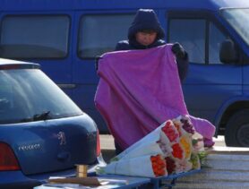 Тюльпаны можно будет продавать не всем. Цена вырастет?