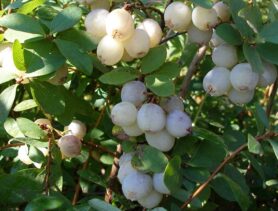 Голубика-альбинос: редкая ягода появится в Брестской области