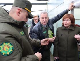 В Ивацевичском лесхозе строят теплицы и выращивают тюльпаны