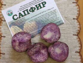«Сапфир» и фиолетовый мираж белорусского поля