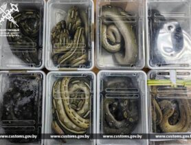 Змеиная миграция из Азии в Беларусь