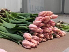 В Ивацевичском лесхозе вырастили около 100 тыс. тюльпанов