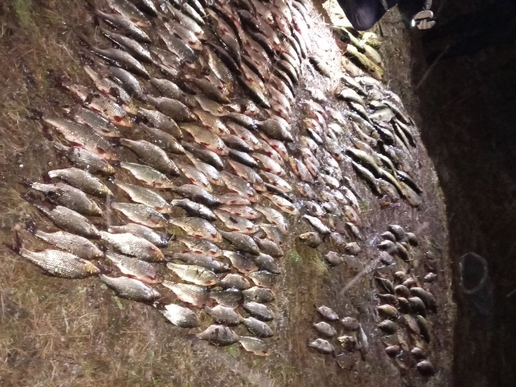 Улов в Ушачском районе