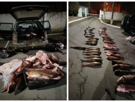 Браконьеры попались почти с тонной рыбы за неделю