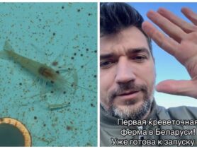 В Брестской области предприниматель открыл ферму креветок