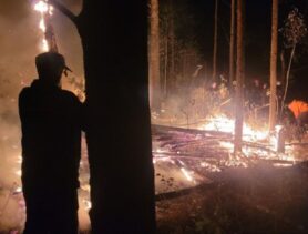 Первый лесной пожар в этом году зафиксирован в Беларуси