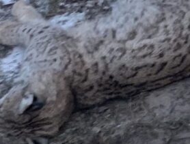 На Гомельщине одну деревню всполошила рысь, а во второй милиция стреляла волка