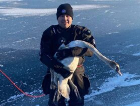 В Бресте на реке спасли лебедя и ломают лёд от рыбаков