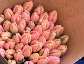 Почём ивацевичские тюльпаны будут продавать к 14 февраля