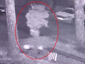 Пинчанка приделала ноги Фикусу Бенджамина