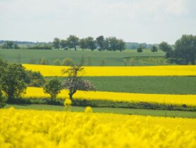 Рапсовое масло в Беларуси: польза или экономическая необходимость?