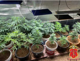 История белорусского «агронома» в России: 39 кустов конопли и приговор