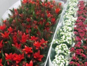 В Беларусь везли цветы без документов