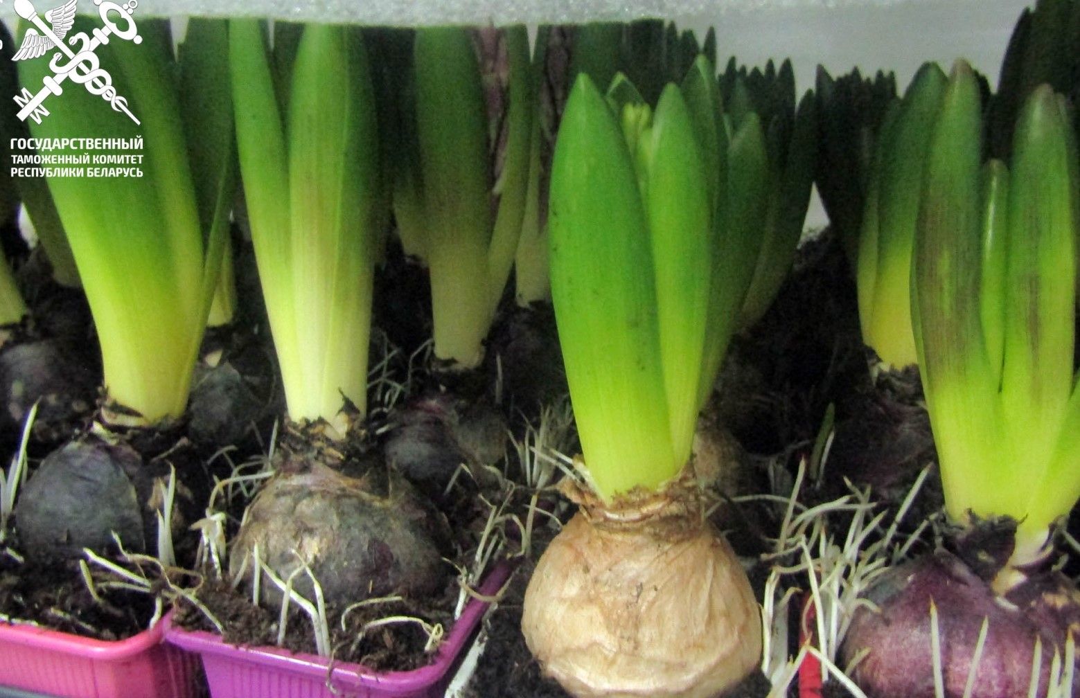 незаконный ввоз цветов