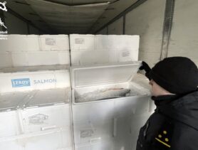 Из Беларуси пытались вывезти лосося без документов