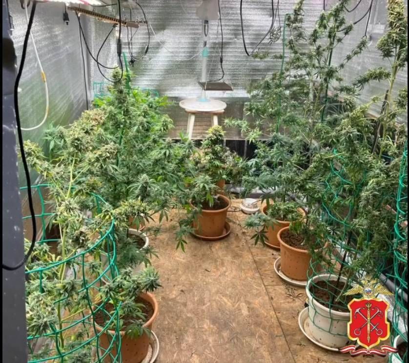 выращивание конопли дома