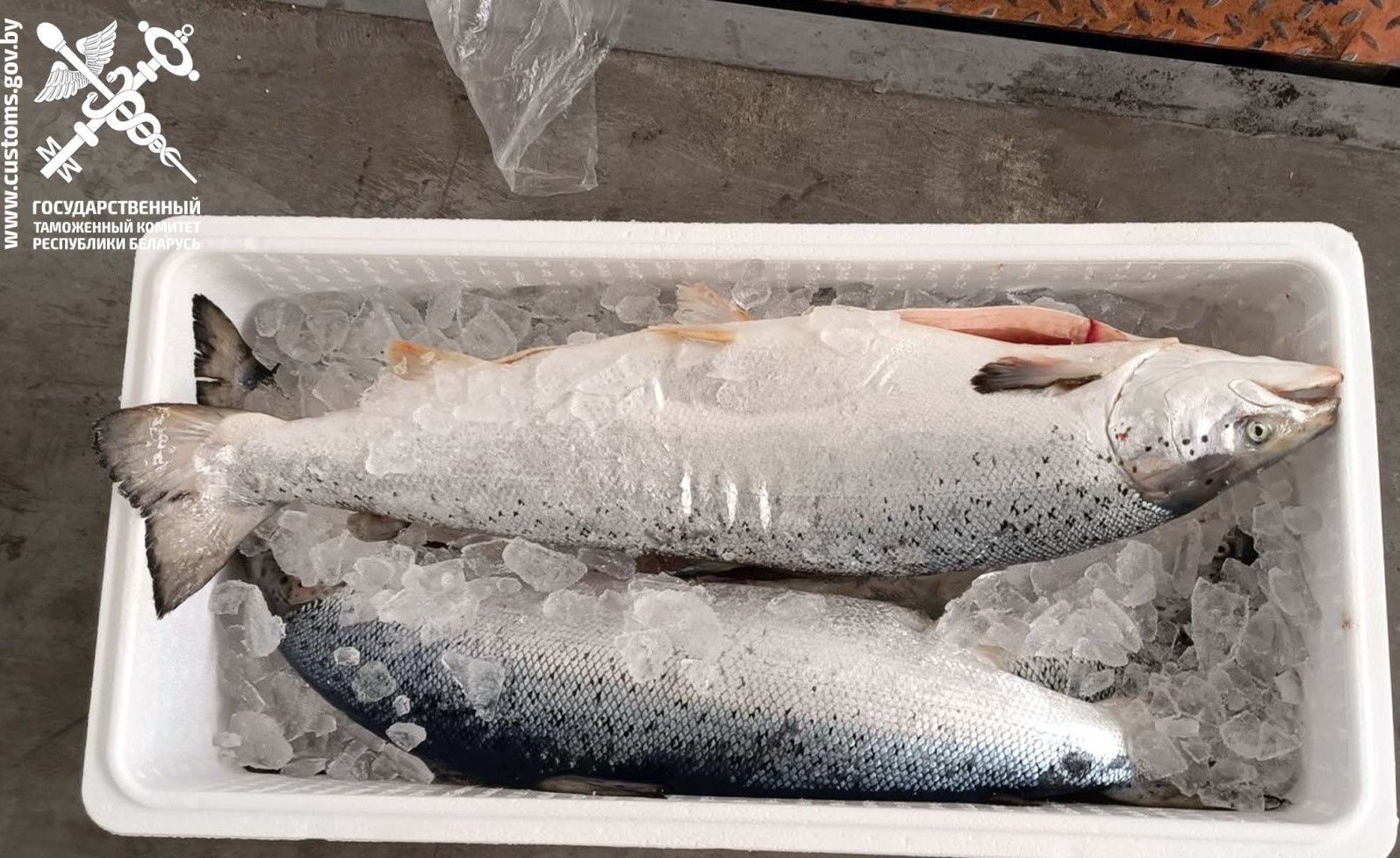 незаконный вывоз рыбы