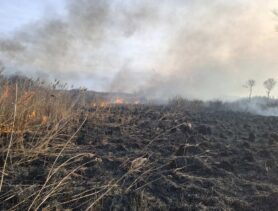 Болото горит в Споровском лесничестве, пожар был и в Ольшанском