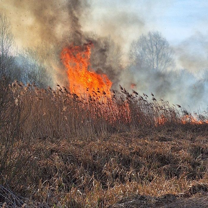 Пожар в Ольшанском лесничестве