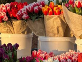 Почём тюльпаны продают к 8 марта в Бресте и Минске