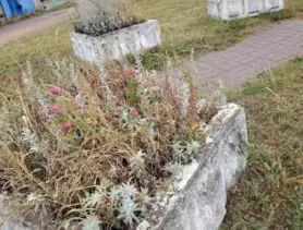 В Могилевской области раскрыли тайну вазонов. Пришлось обращаться к начальству