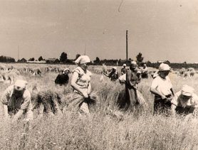 Калгаснае жыццё, альбо Вяртанне прыгону